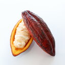 食べられない カカオ ポッド(カカオの実) カット ダークブラウン|カカオ チョコ ショコラ チョコレート 食品サンプル サンプル品 レプリカ 見本 造花 フェイク 展示 材料 店舗 装飾 ディスプレイ フルーツ バレンタイン ギフト プレゼント 食べれません taberemasen