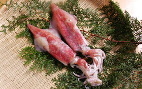 楽天市場 水イカ ケンサキイカ 福岡産 1ぱい みずいか 剣先いか けんさきいか 生 刺身 瀬戸内たいたいｃｌｕｂ