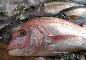 瀬戸内海産の魚をメインにおまかせ鮮魚セット下処理後、真空に近い状態にパックレシピ付き（お刺身煮つけ揚げ物など）（刺身セット鮮魚ボックスBOX真空生魚詰め合わせ)冷凍もご対応可能 母の日