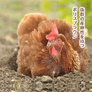 商品と一緒にご購入ください「チルド便追加料金」北海道・東北・沖縄