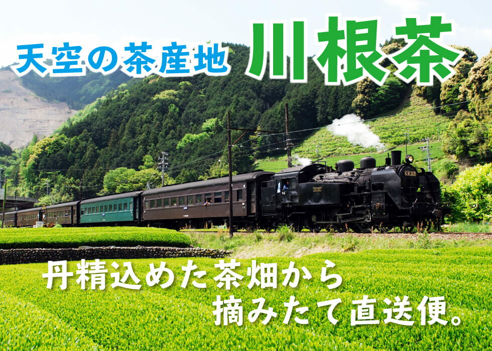 送料無料　川根茶　逸選こもがけ 100g 〜お茶 緑茶 煎茶 茶 茶葉 お茶葉 静岡 川根 山あい 山間 国産 中蒸し 中むし 健康 健康茶 一番茶 新茶 色 香り うがい ウイルス対策 藪北 やぶきた やぶ北 甘い 美味しい おいしい お徳 お得 お土産 冷茶 カテキン 急須　md 2