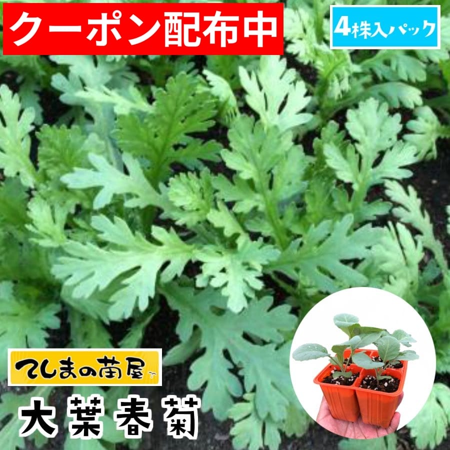 【てしまの苗】 シュンギク苗 大葉春菊 4株入りパック 葉菜苗 【人気】