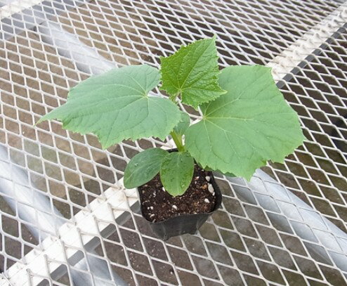 【てしまの苗】 キュウリ苗 うどんこ病につよいキュウリ 断根接木苗 9cmポット 野菜苗 培土 種 【人気】