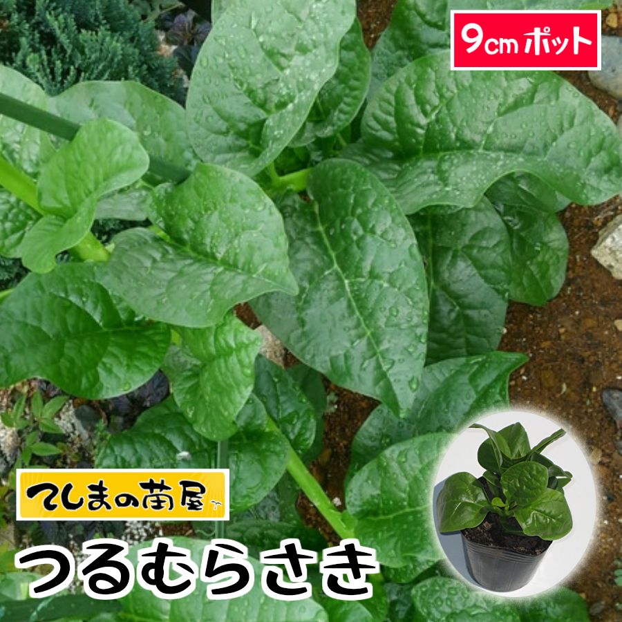 【てしまの苗】つるむらさき　ツルムラサキ　実生苗　9cmポット 【人気】のサムネイル