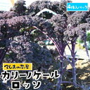 【てしまの苗】ケール苗 カリーノケールロッソ 4株入りパック 葉菜苗 【人気】