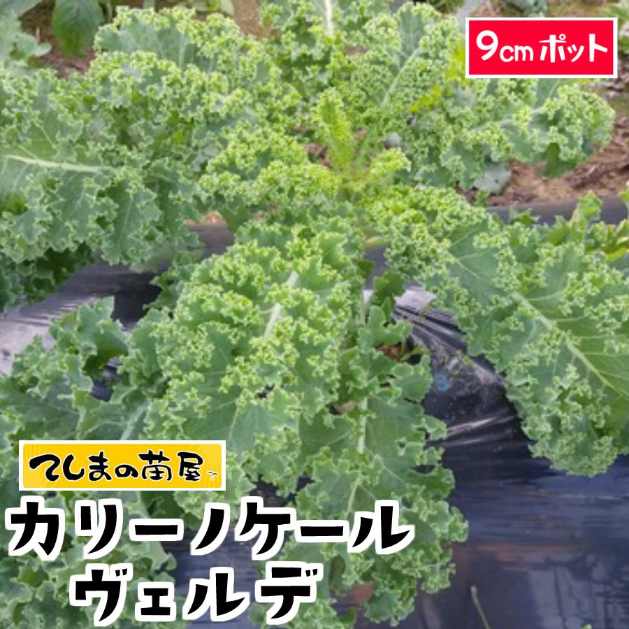 【てしまの苗】ケール苗　カリーノケールヴェルデ　9cmポット　葉菜苗　 【人気】のサムネイル