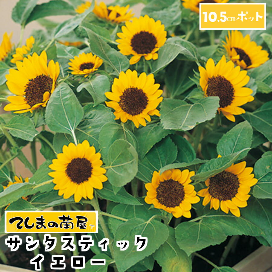 【ヒマワリ苗】 サンタスティックイエロー 10.5cmポット 【人気】のサムネイル