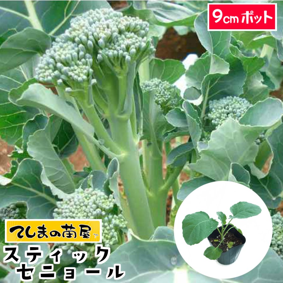 【てしまの苗】 茎ブロッコリー苗 スティックセニョール 9cmポット 葉菜苗 培土 種 【人気】