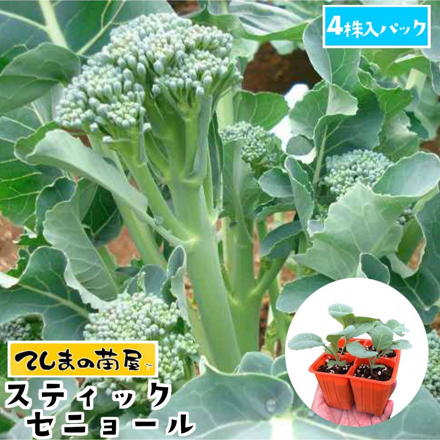 【てしまの苗】 茎ブロッコリー苗 スティックセニョール 4株入りパック 葉菜苗 培土 種 【人気】