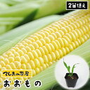  トウモロコシ苗 おおもの 実生苗 9cmポット 1ポット2苗植え 