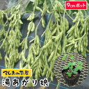 【てしまの苗】 エダマメ苗 湯あがり娘 実生苗 9cmポット 野菜苗 培土 種