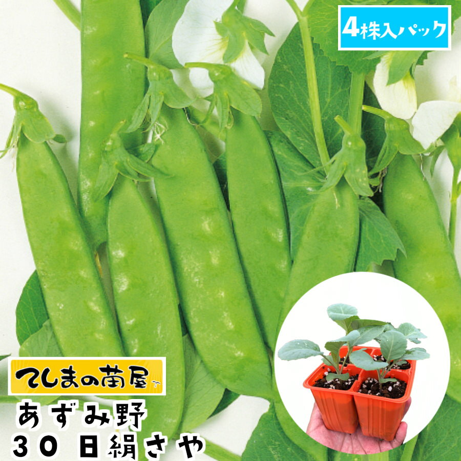 【てしまの苗】 あずみ野30日絹さや 4株入りパックエンドウ苗【野菜苗 培土 種 】 【ガーデニング】 【家庭菜園】