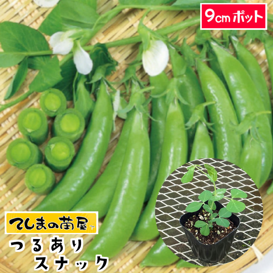 【てしまの苗】 つるありスナックエンドウ苗 9cmポット 【野菜苗 培土 種 】 【ガーデニング】 【家庭菜園】