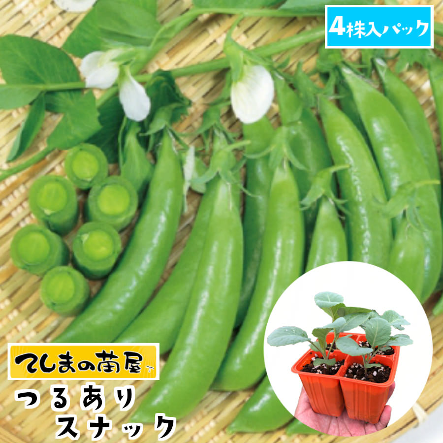 【てしまの苗】 つるありスナック 4株入りパックエンドウ苗【野菜苗 培土 種 】 【ガーデニング】 【家庭菜園】