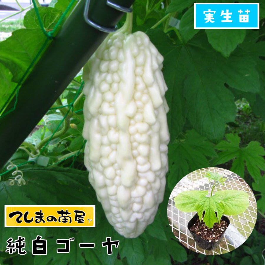 ゴーヤの育て方 植物ノート