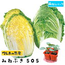 【てしまの苗】 ハクサイ苗 みねぶき505 4株入りパック 白菜 葉菜苗 培土 種 【人気】