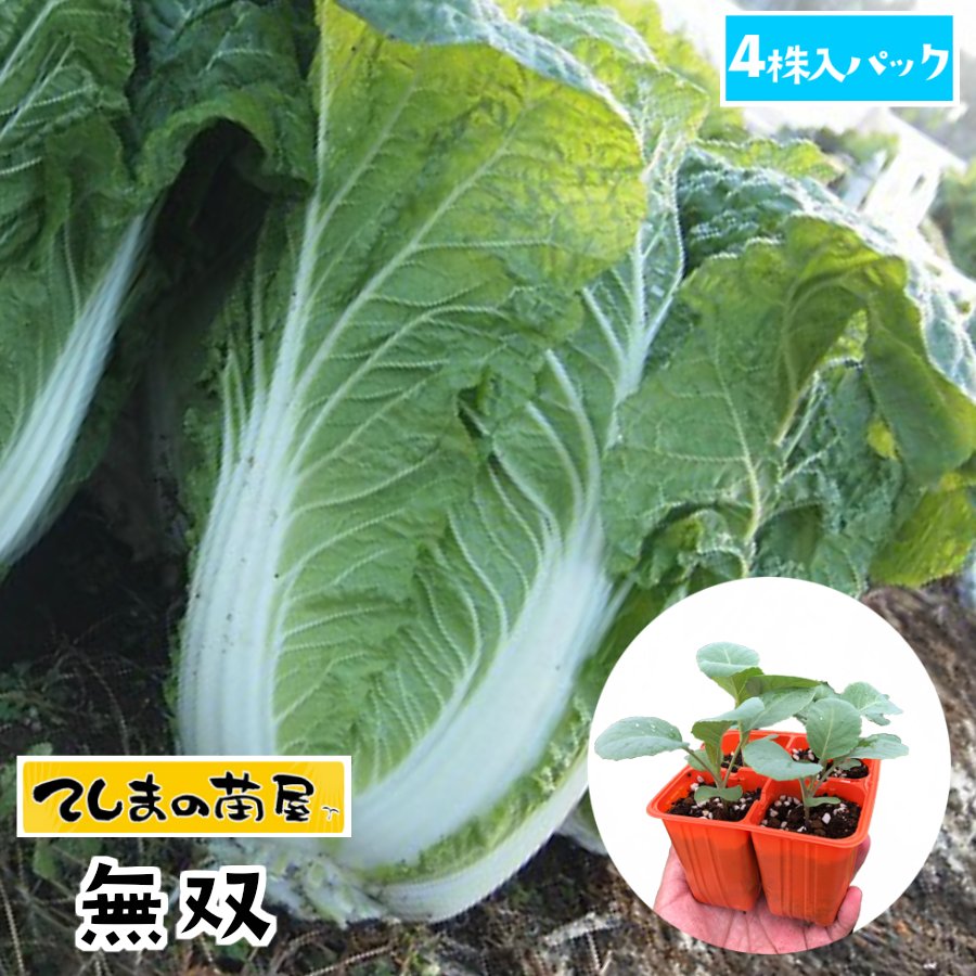 【てしまの苗】 ハクサイ苗 無双 4株入りパック 白菜 葉菜苗 培土 種 【人気】