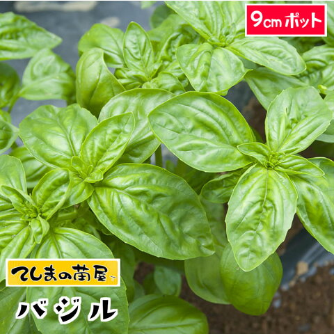 【てしまの苗】 コンパニオンプランツ バジル 実生苗 9cmポット 野菜苗 培土 種