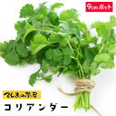 【てしまの苗】 コリアンダー パクチー 実生苗 9cmポット 野菜苗 培土 種