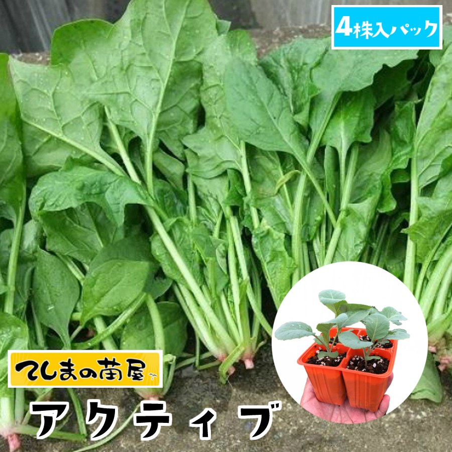 【てしまの苗】 ホウレンソウ苗 アクティブ 4株入りパック 葉菜苗 【人気】のサムネイル