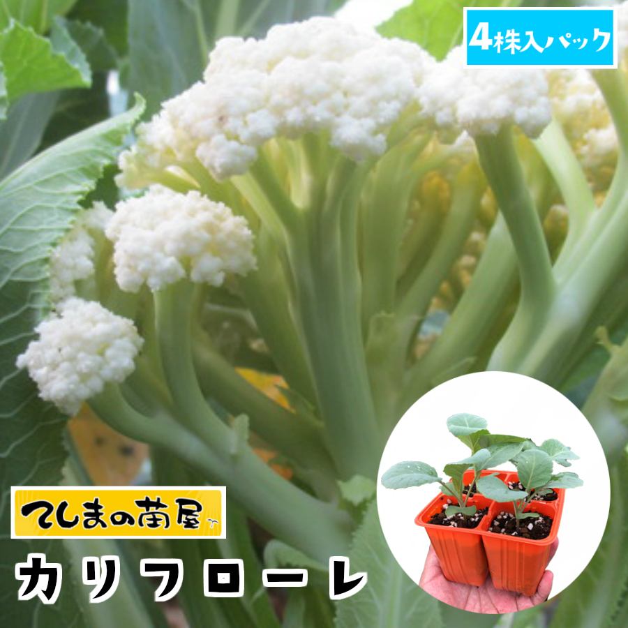 【てしまの苗】 カリフラワー苗 カリフローレ 4株入りパック 葉菜苗 培土 種 【人気】