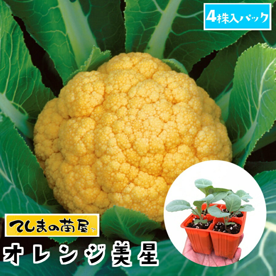 【てしまの苗】 カリフラワー苗 オレンジ美星 4株入りパック 葉菜苗 培土 種 【人気】のサムネイル