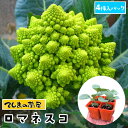 【てしまの苗】 カリフラワー苗 ロマネスコ 4株入りパック 葉菜苗 培土 種 【人気】