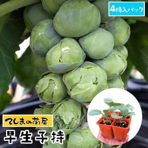 【てしまの苗】 芽キャベツ苗 早生子持 4株入りパック 葉菜苗 培土 種 【人気】