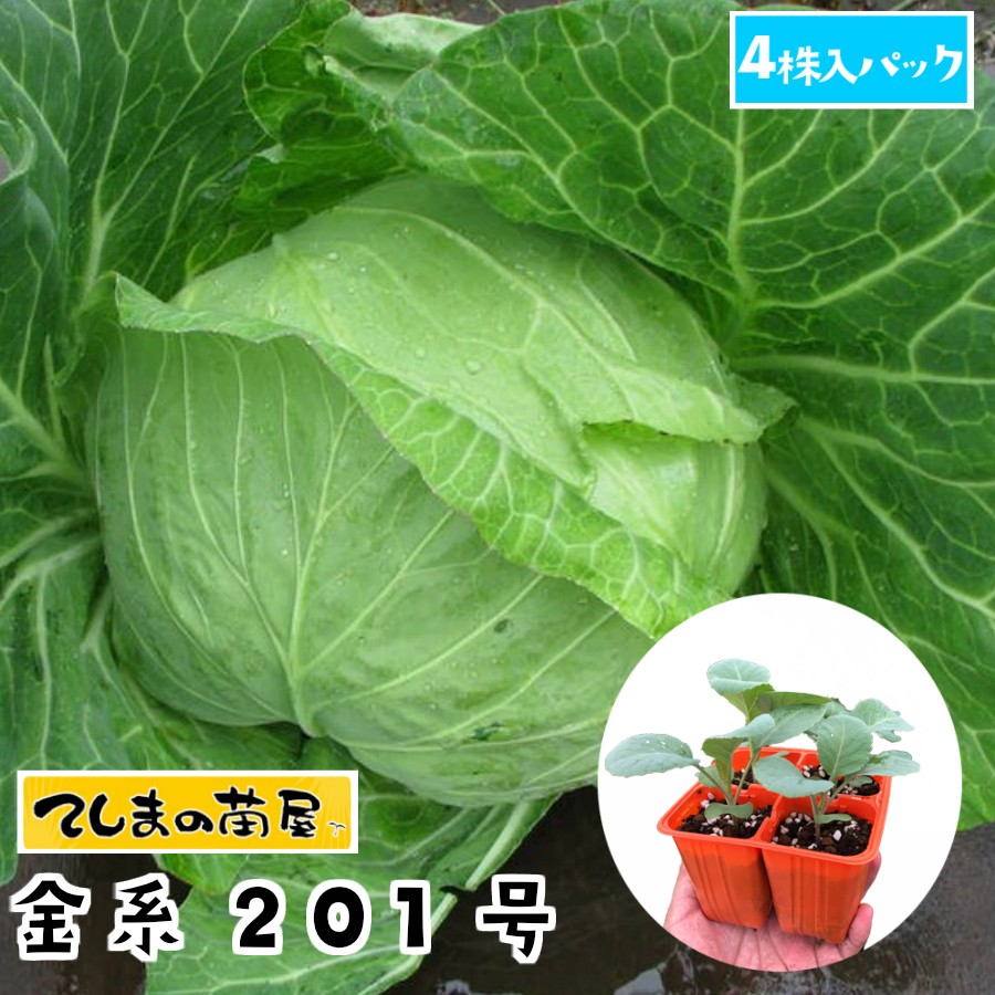 【てしまの苗】 キャベツ苗 金系201号 4株入りパック 葉菜苗 培土 種 【人気】