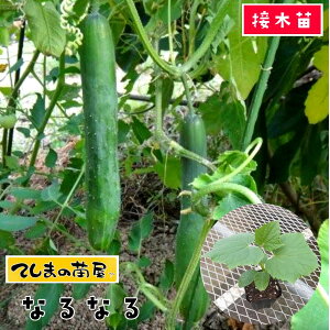 【てしまの苗】 キュウリ苗 なるなる 断根接木苗 9cmポット 【人気】 野菜苗 培土 種