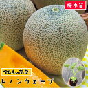 【てしまの苗】 メロン苗 レノンウェーブ 断根接木苗 9cmポット 野菜苗 培土 種 【人気】