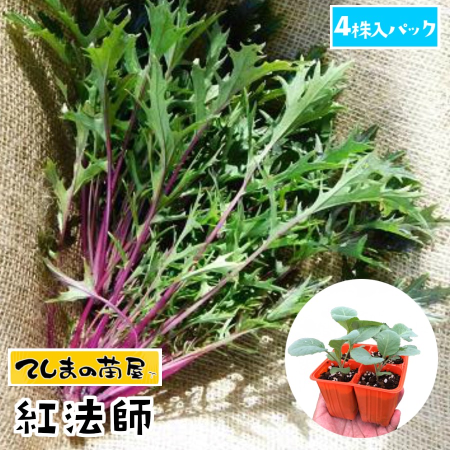 【てしまの苗】 ミズナ苗 紅法師 4株入りパック 葉菜苗 【人気】のサムネイル