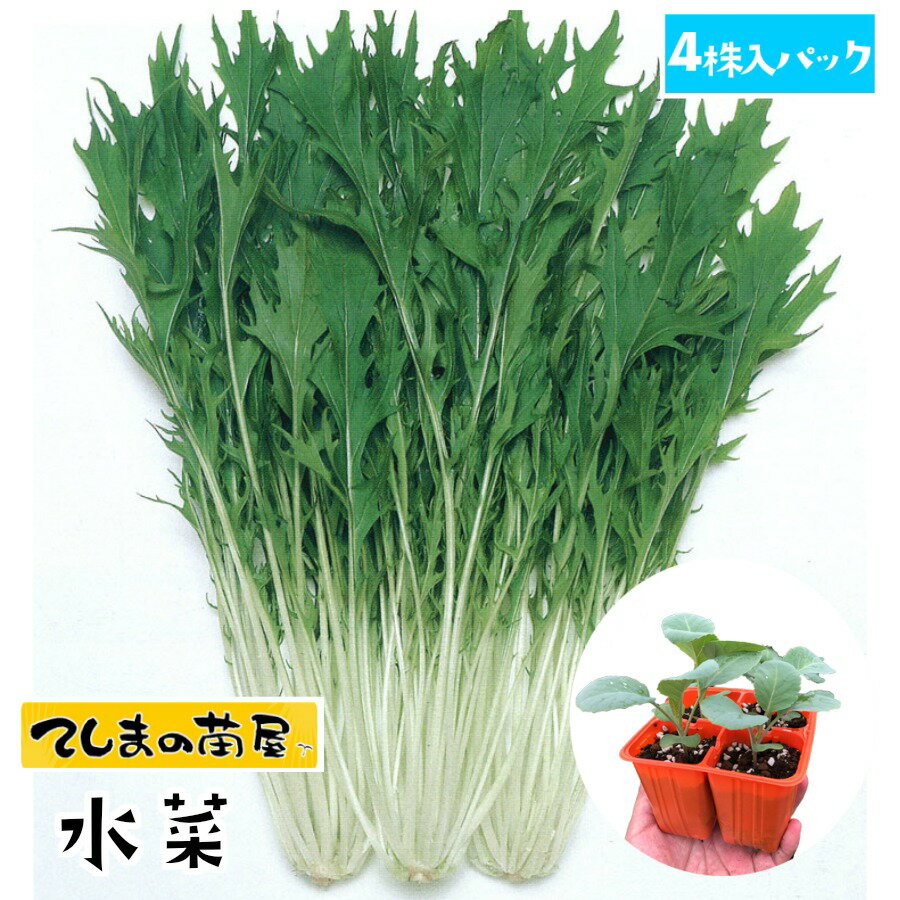 【てしまの苗】 ミズナ苗 水菜 4株入りパック 葉菜苗 培土 種 【人気】