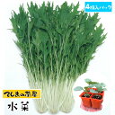 【てしまの苗】 ミズナ苗 水菜 4株入りパック 葉菜苗 培土 種 【人気】