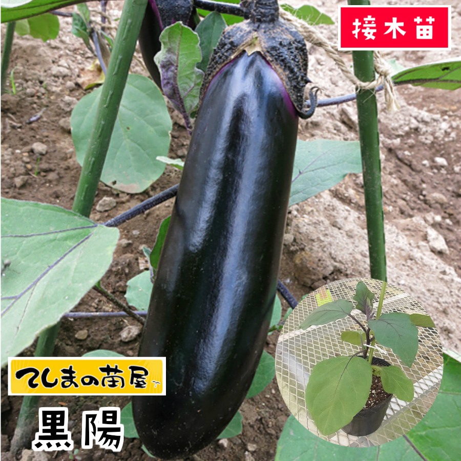 【てしまの苗】 ナス苗 黒陽 断根接木苗 9cmポット 野菜