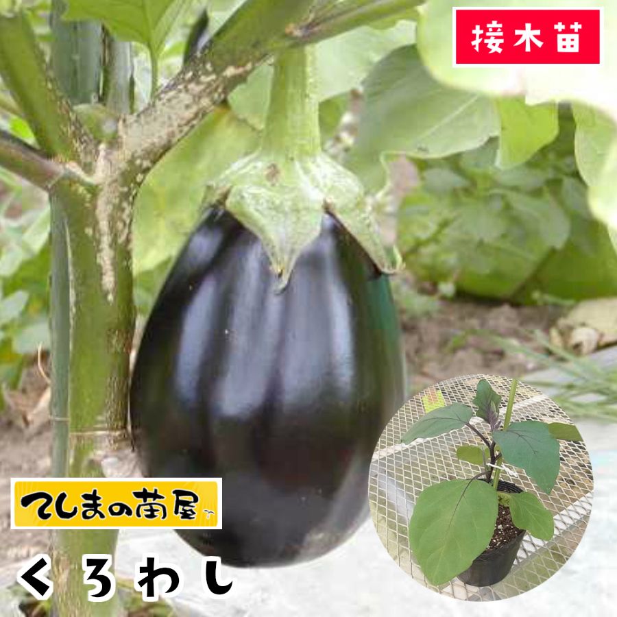 【てしまの苗】 米ナス苗 くろわし 断根接木苗 9cmポット 野菜苗 培土 種 【人気】