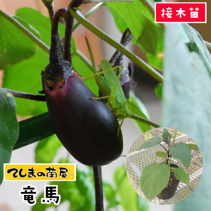 【てしまの苗】 ナス苗 竜馬 断根接木苗 9cmポット 野菜苗 培土 種