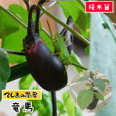  ナス苗 竜馬 断根接木苗 9cmポット 野菜苗 培土 種