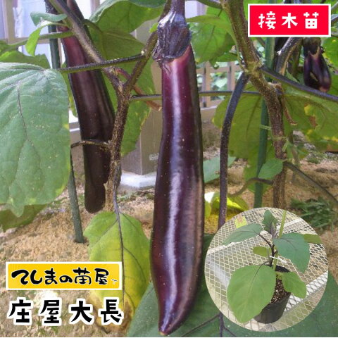 【てしまの苗】 ナス苗 庄屋大長 断根接木苗 9cmポット 野菜苗 培土 種