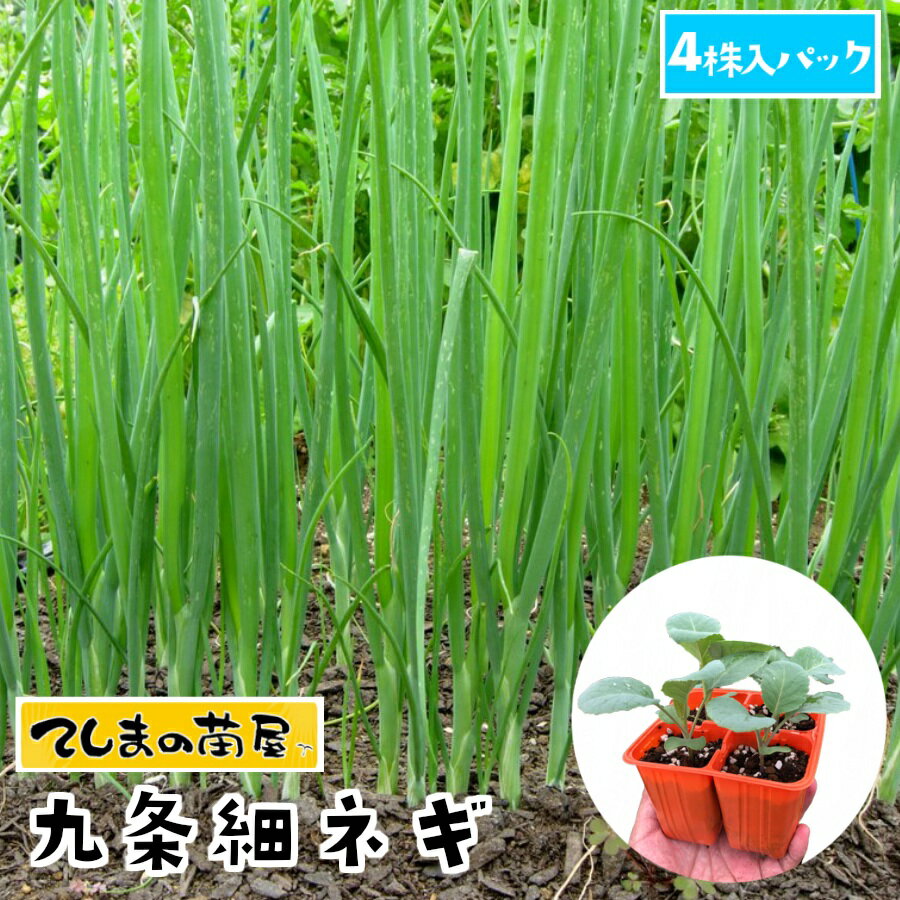 【てしまの苗】 ネギ苗 九条細ネギ 4株入りパック 葉菜苗 培土 種 【人気】のサムネイル