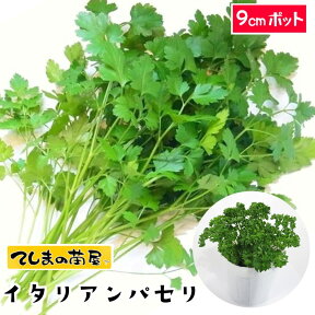 【てしまの苗】 パセリ苗 イタリアンパセリ 9cmポット 葉菜苗 培土 種 【人気】