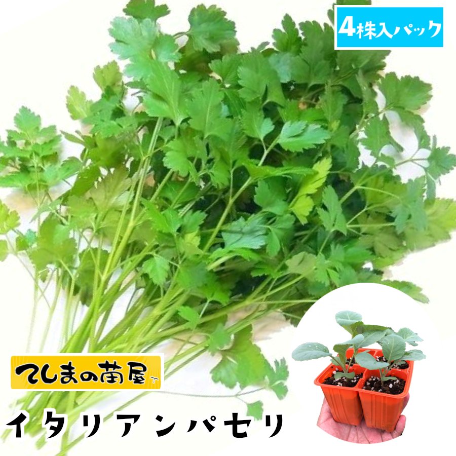 【てしまの苗】 パセリ苗 イタリアンパセリ 4株入りパック 葉菜苗 培土 種 【人気】