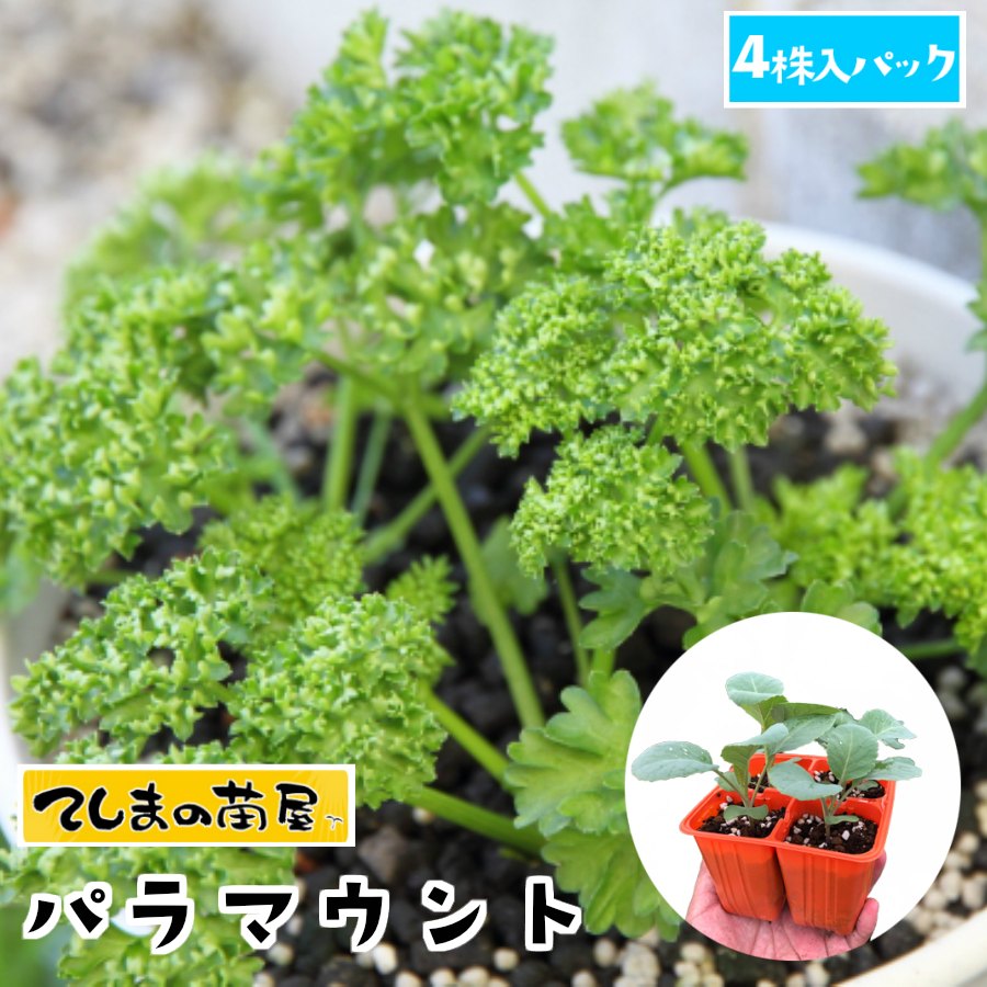 【てしまの苗】 パセリ苗 パラマウント 4株入りパック 葉菜苗 培土 種 【人気】のサムネイル