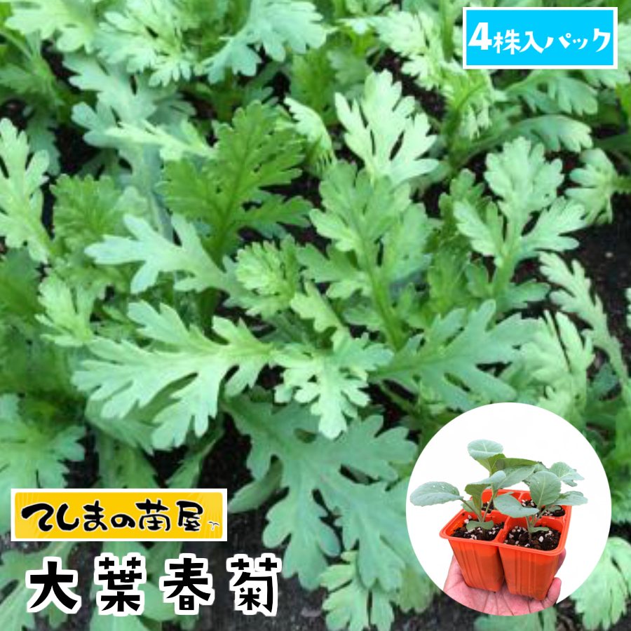 【てしまの苗】 シュンギク苗 大葉春菊 4株入りパック 葉菜苗 培土 種 【人気】