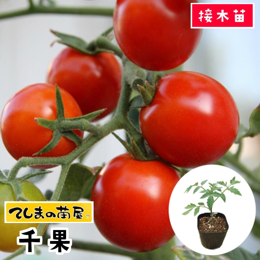 【てしまの苗】 ミニトマト苗 千果 断根接木苗 9cmポット 野菜苗 培土 種