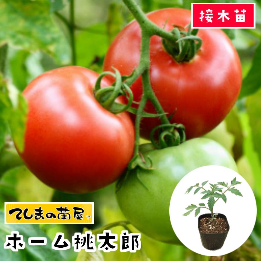 【スーパーSALEポイント40倍】 【てしまの苗SX】 大玉トマト苗 ホーム桃太郎 断根接木苗 9cmポット 野菜苗 培土 種