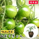 【てしまの苗】 ミニトマト苗 みどりちゃん 断根接木苗 9cmポット 野菜苗 培土 種 プチトマト 【人気】