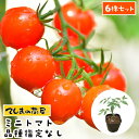 【てしまの苗】 【6株セット】 ミニトマト苗 断根接木苗 9cmポット 品種は選べません 【てしまの苗】 【6株セット】 ミニトマト苗 断根接木苗 9cmポット 品種は選べません