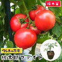 【てしまの苗】 大玉トマト苗 桃太郎ファイト 断根接木苗 9...