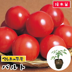 https://thumbnail.image.rakuten.co.jp/@0_gold/teshimanonaeya/img/thumbnail/tomato/tomato-paruto-9.jpg